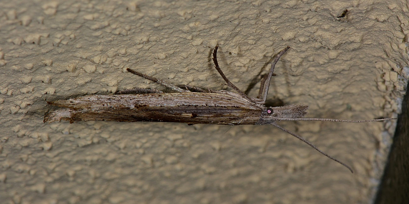 Lepidottero con le code - Cfr. Ypsolopha mucronella